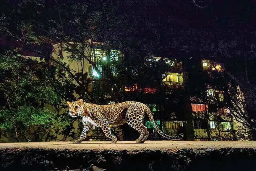 Aarey Biodiversity