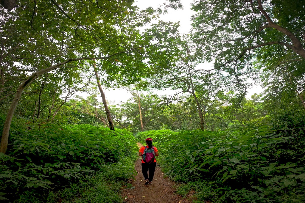 Aarey Forest Trails