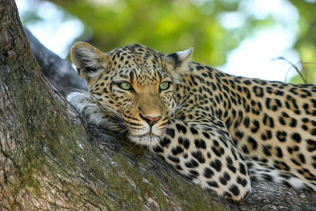 Aarey Forest Wildlife