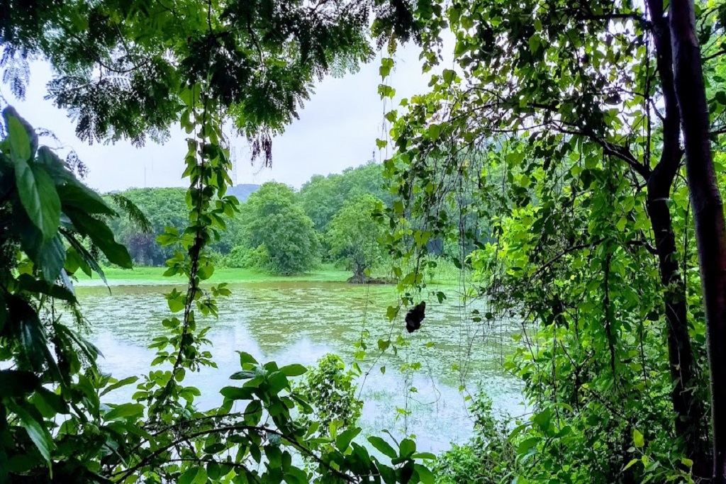 Aarey Greenery