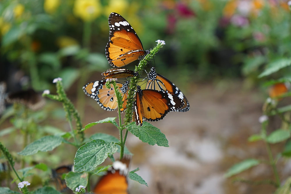 Butterfly Garden SGNP