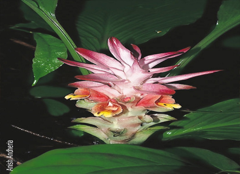 Curcuma Pseudomontana in SGNP