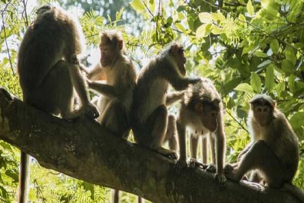 SGNP Wildlife